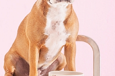 Bull-dog with Cat-Bird party animal tea cup, 2012