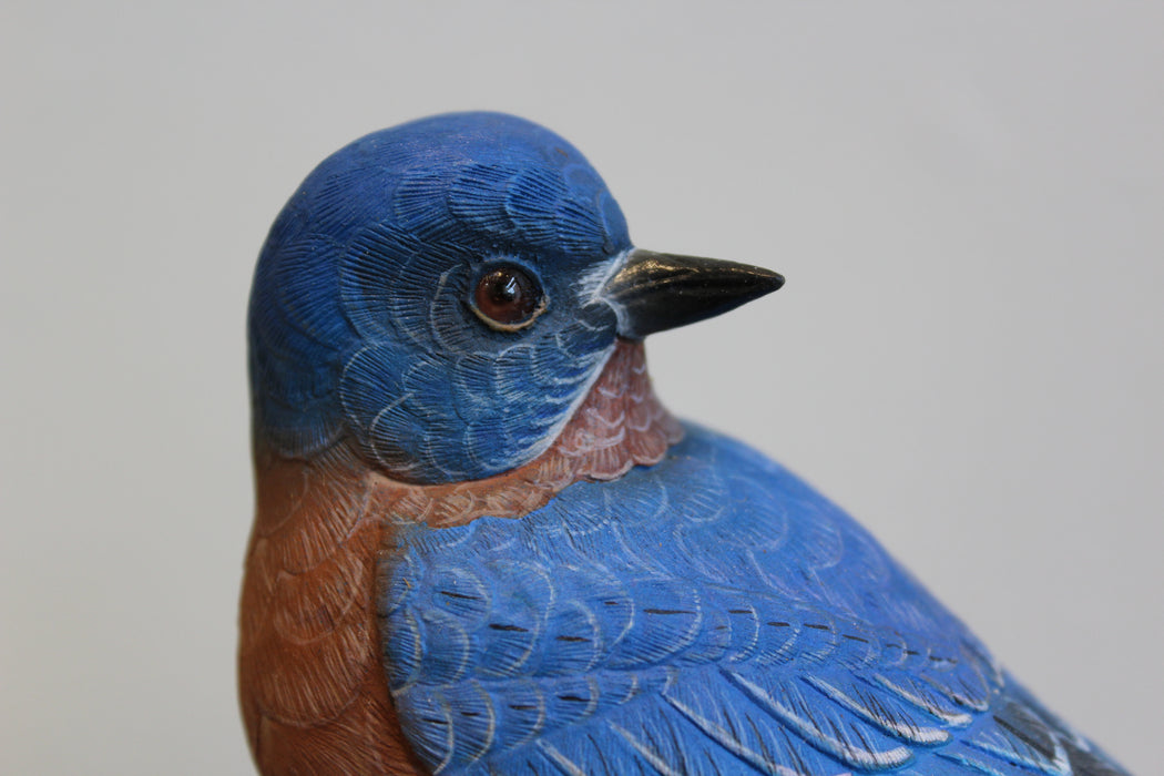 Eastern Bluebird