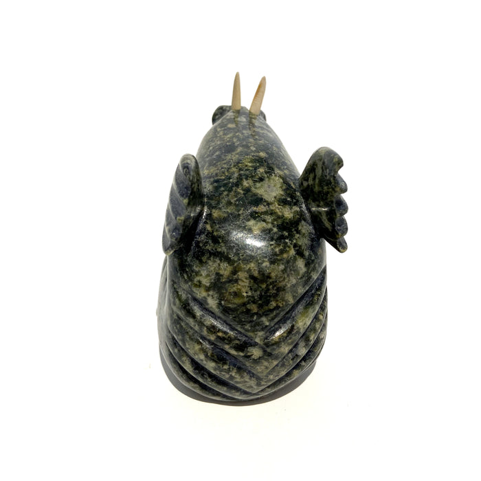 Walrus