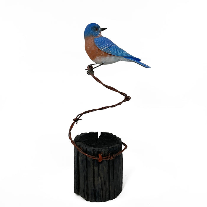 Eastern Bluebird