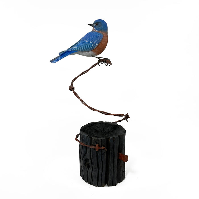 Eastern Bluebird