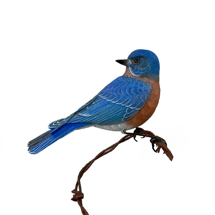 Eastern Bluebird