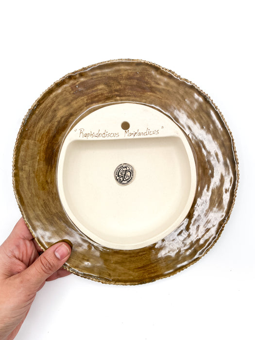 Raphidodiscus Marylandicus