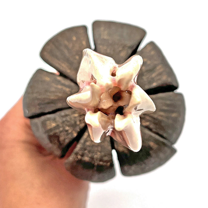 Primula Veris (Cowslip Primrose)