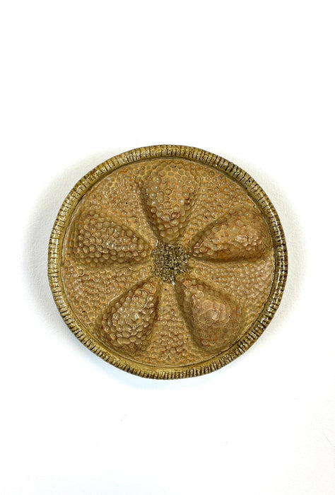 Actinoptychus Heliopelta