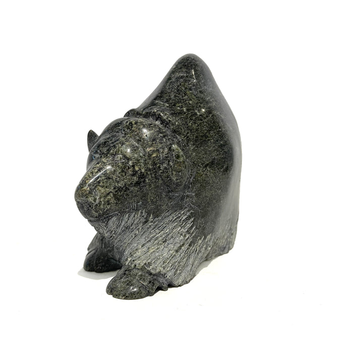 Musk Ox